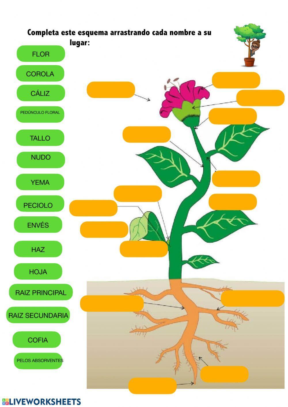 Partes de una planta