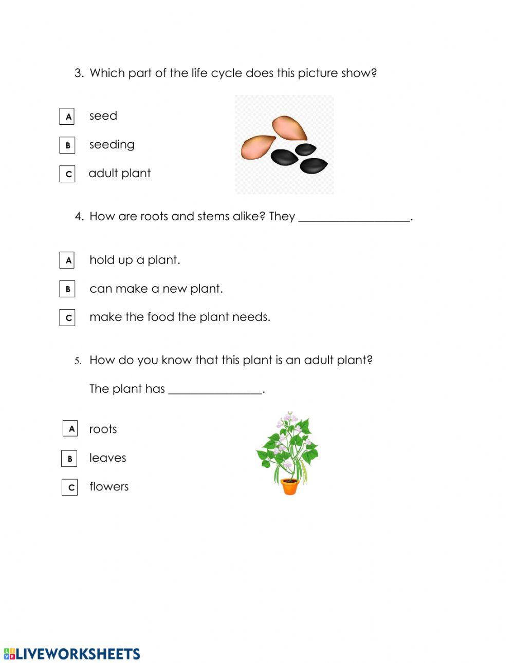 Science Quiz 1 worksheet Live Worksheets