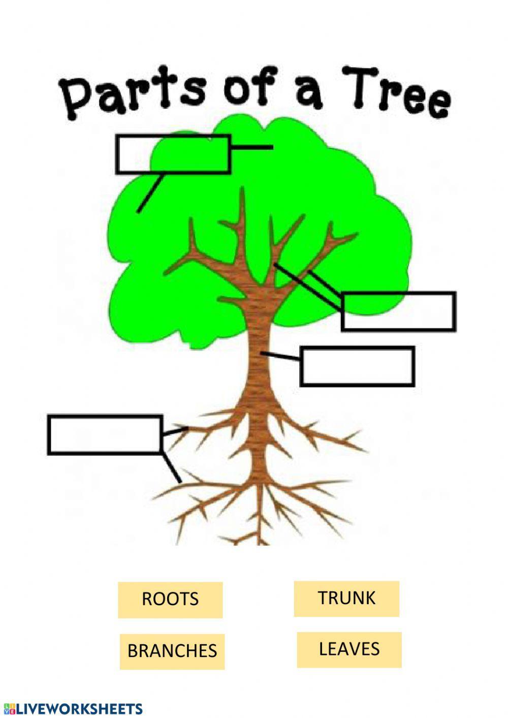 Parts of a tree