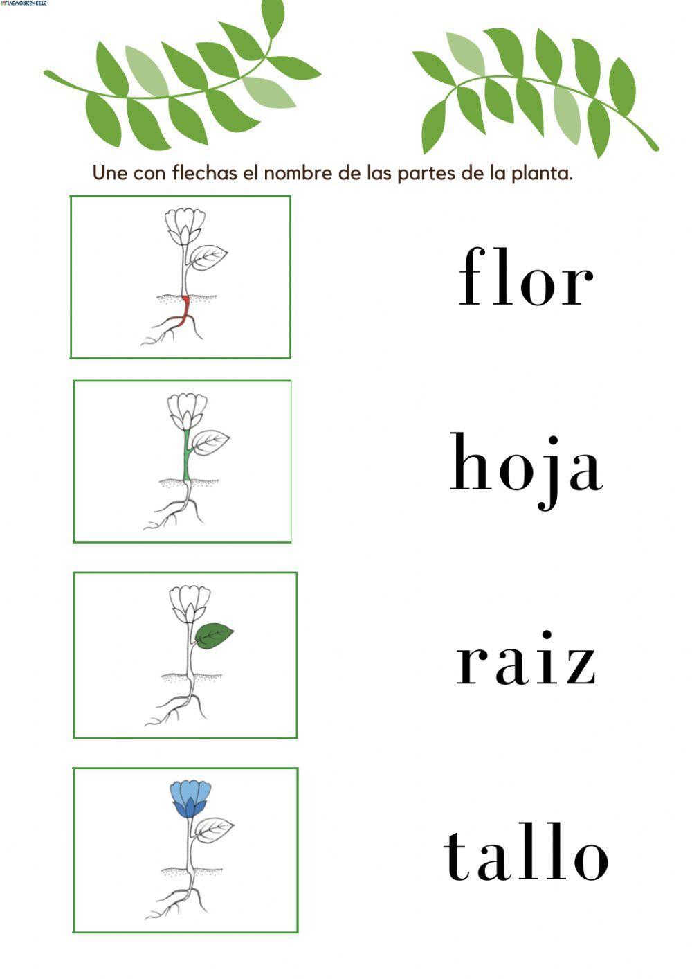 Partes de la planta