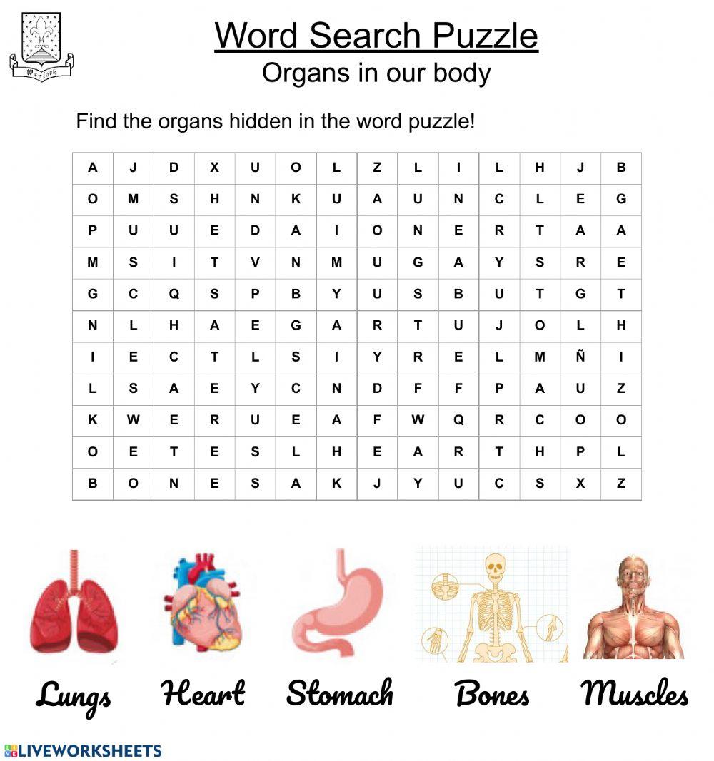 Organs in the body word puzzle