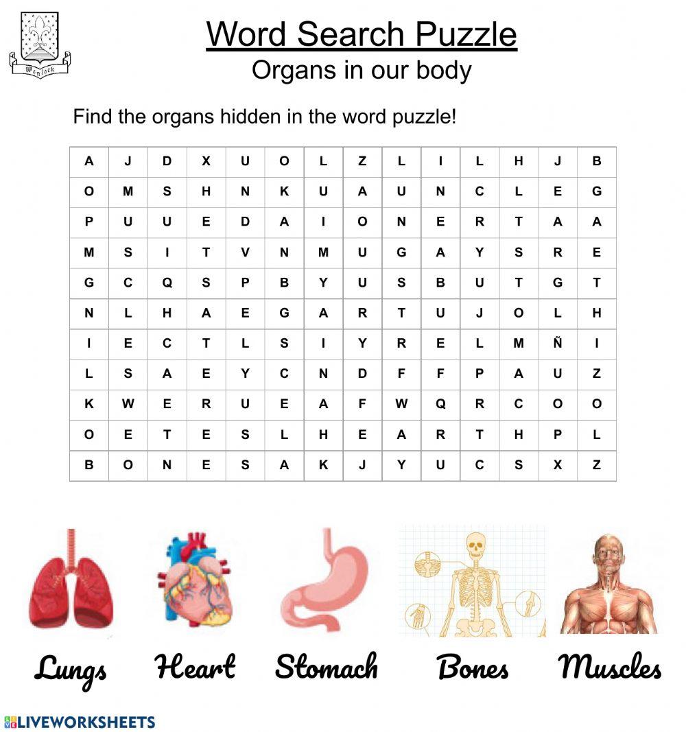 Organs In The Body Word Puzzle Worksheet Live Worksheets Organs In The Body Word Puzzle Worksheet Live Worksheets