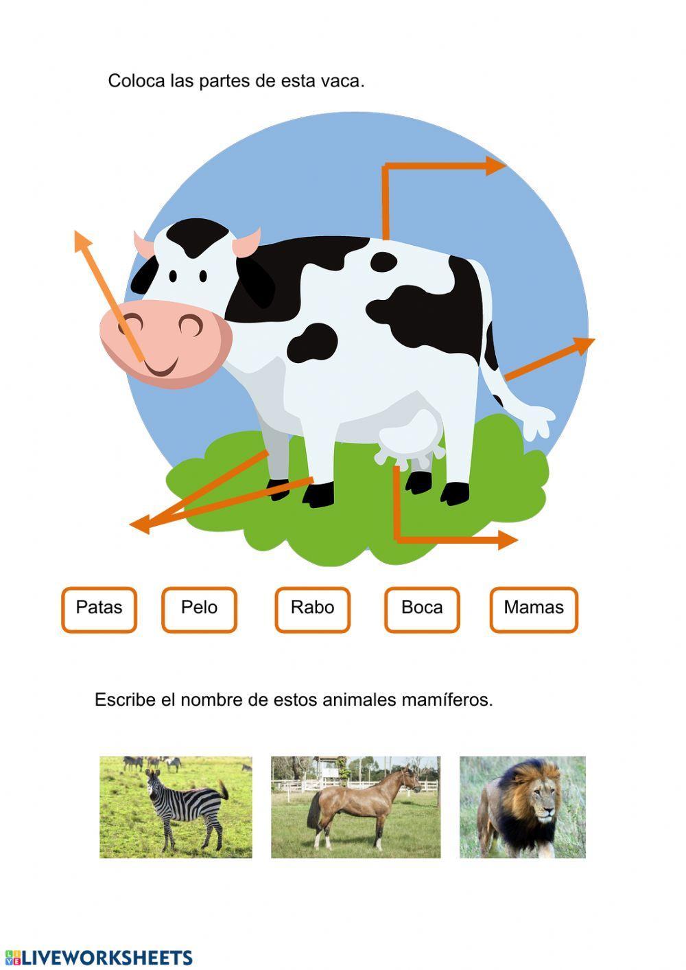 Animales mamíferos