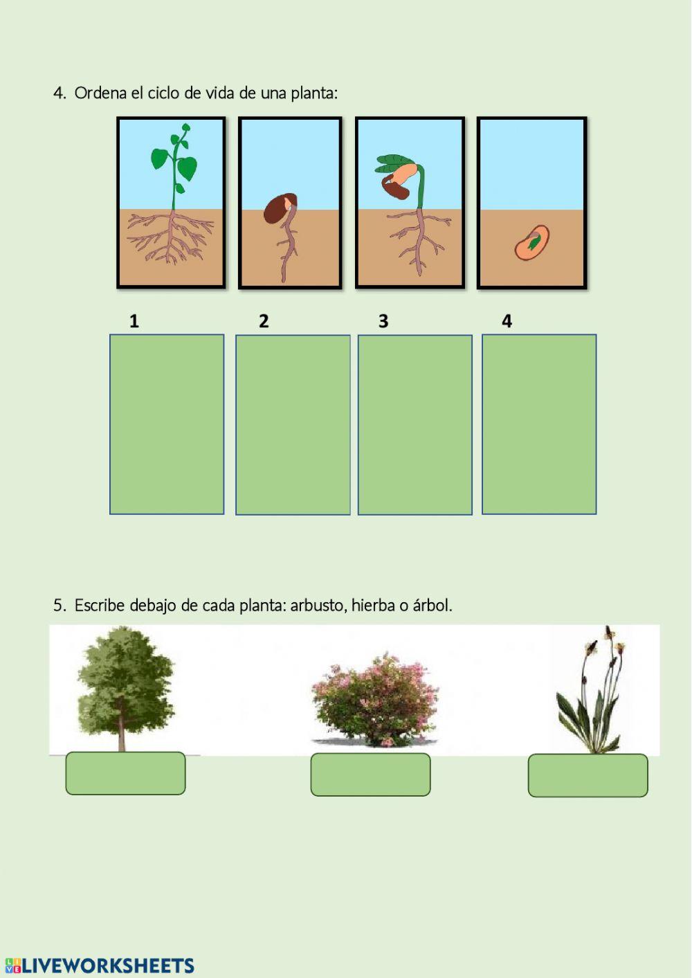Las plantas