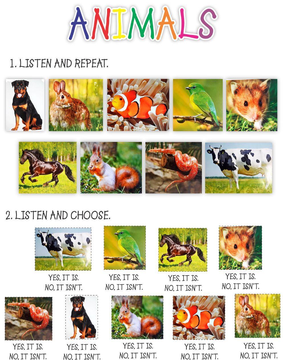 animals-159043-luvalu-live-worksheets