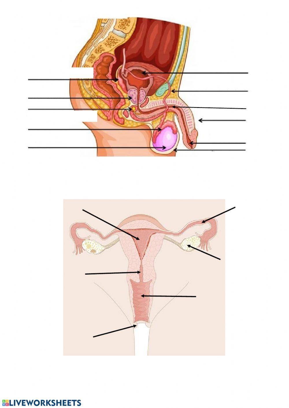 Aparato reproductor masculino y femenino