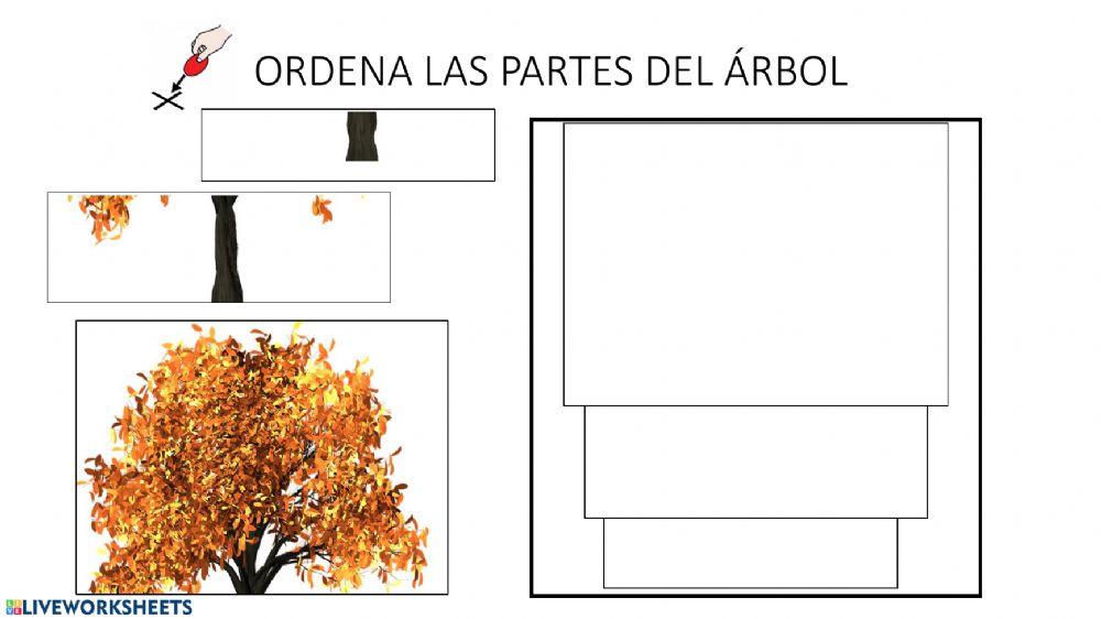 Los árboles: partes y recolección