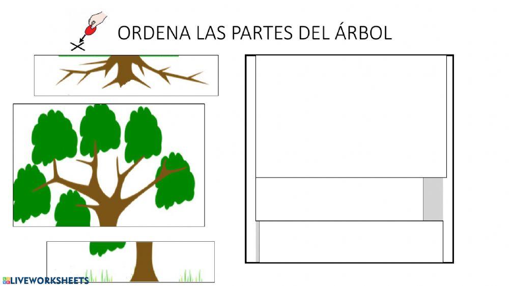 Los árboles: partes y recolección
