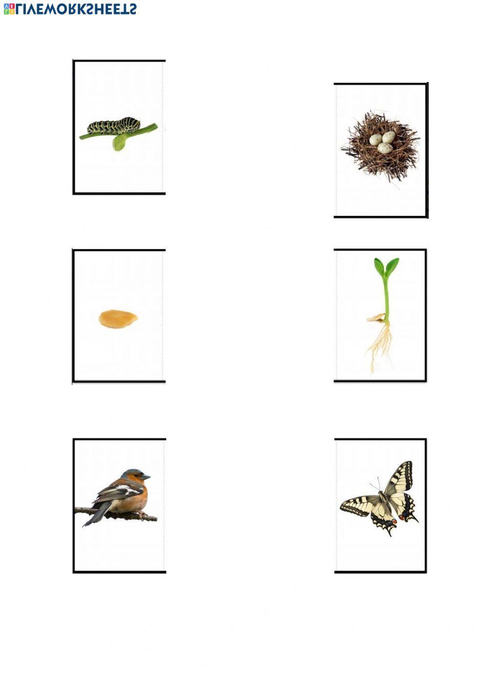 Parelles lògiques de la Natura