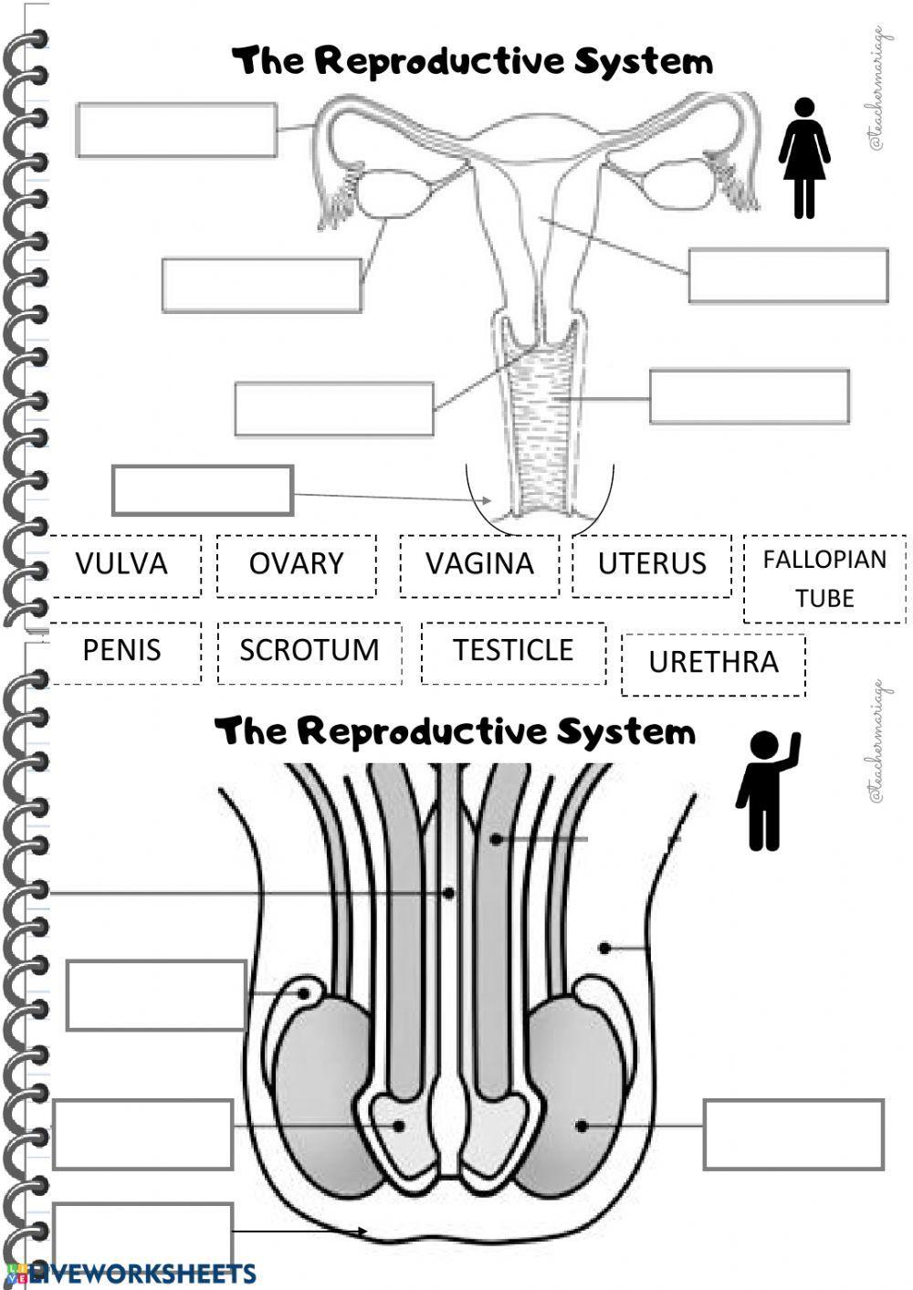Body system