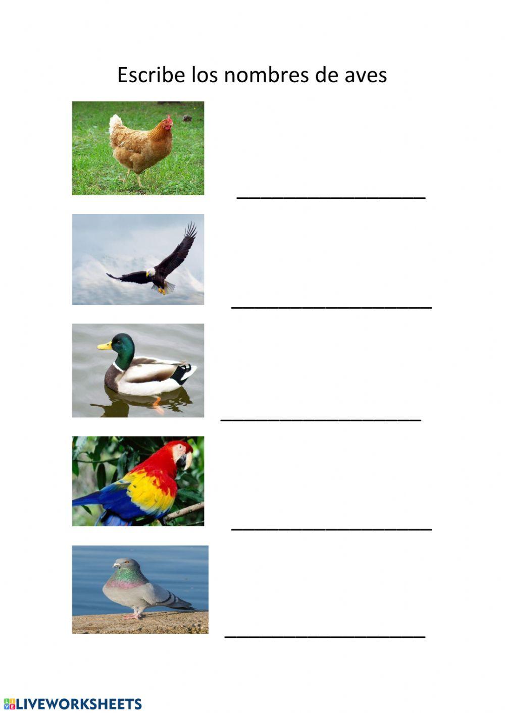 Nombres de las aves