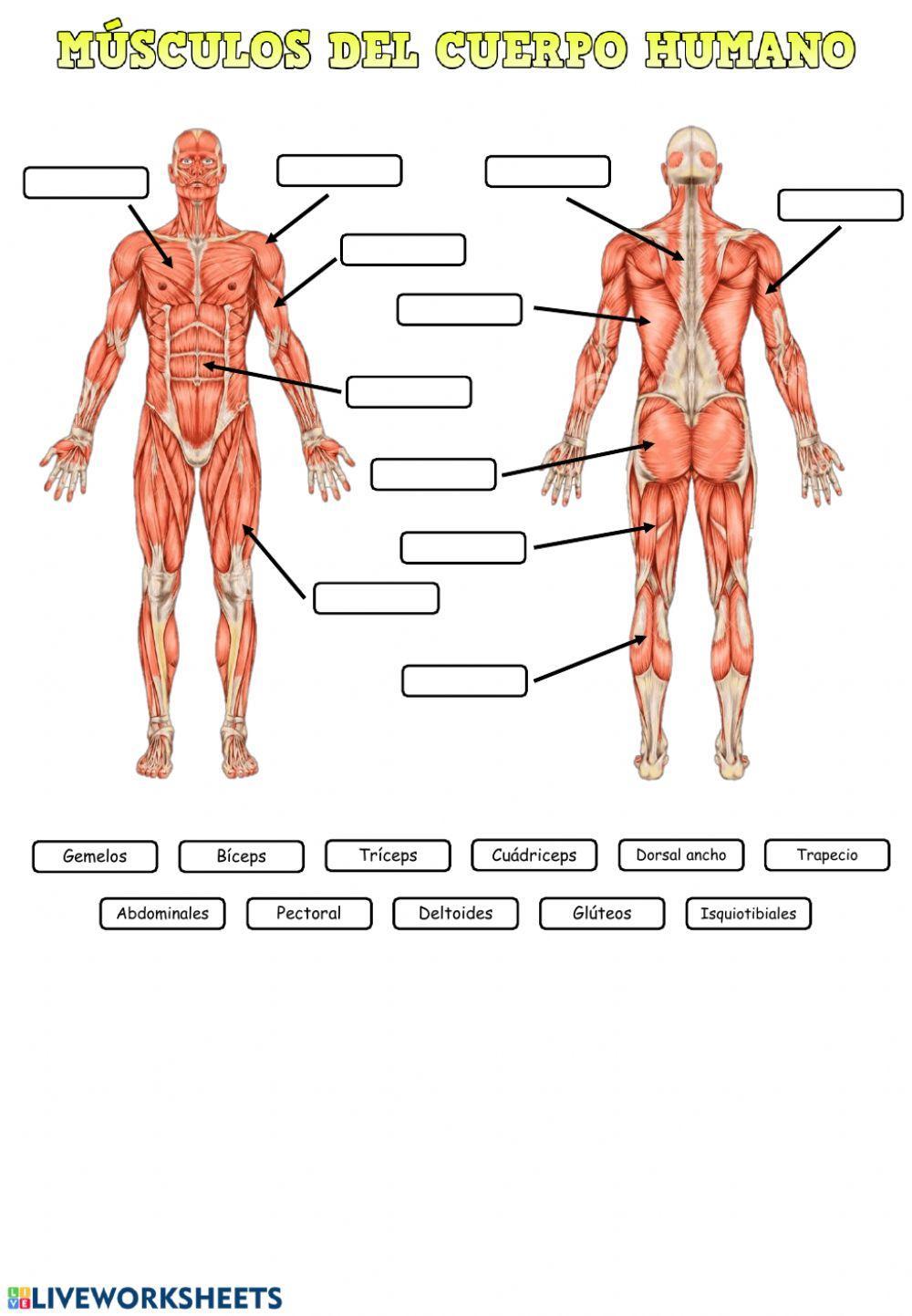 Los músculos del cuerpo humano