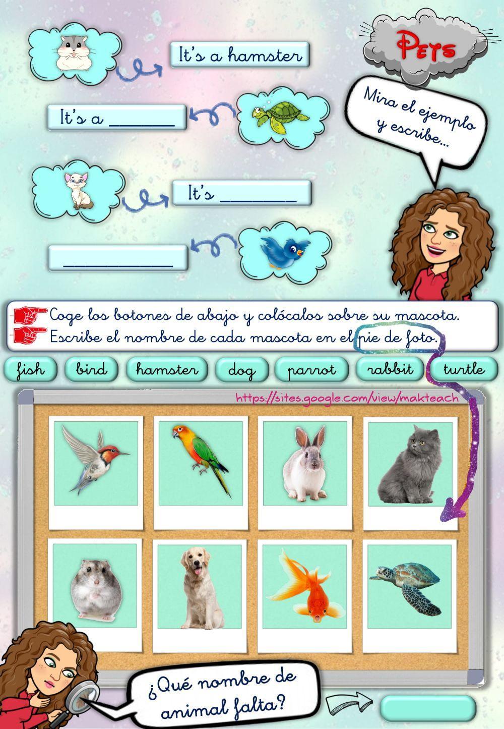 Pets vocabulary