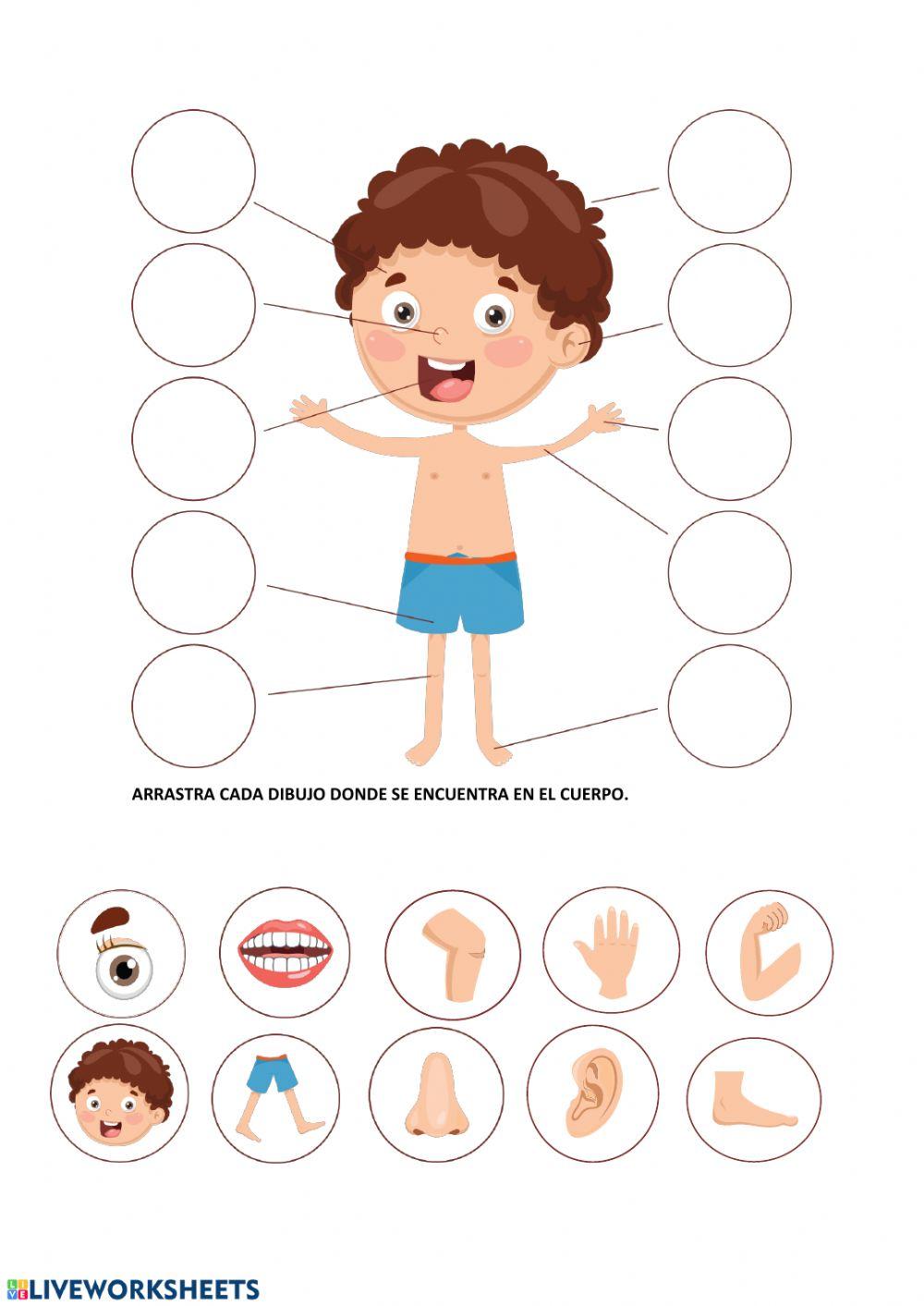 Las partes del cuerpo