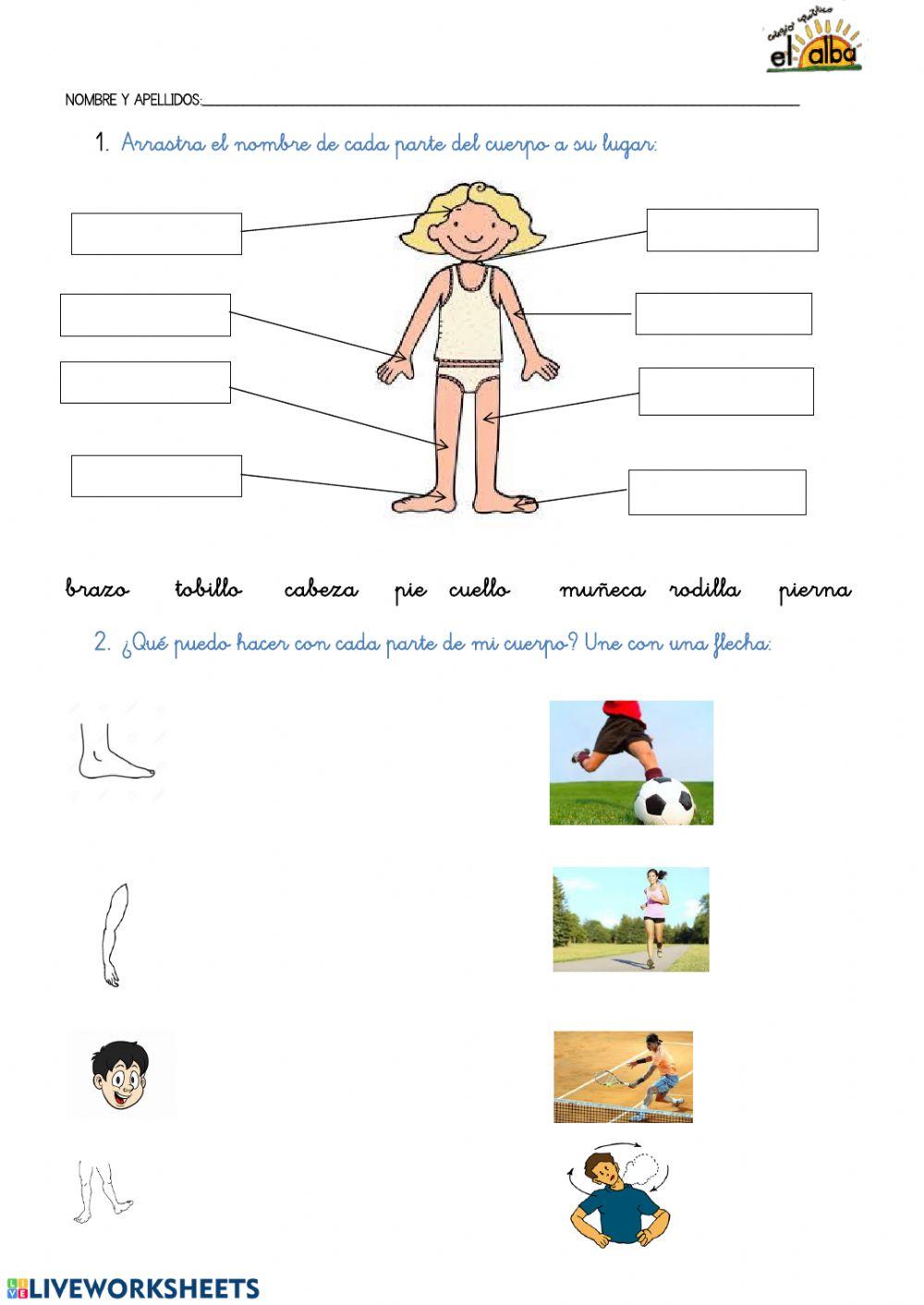 El aparato locomotor