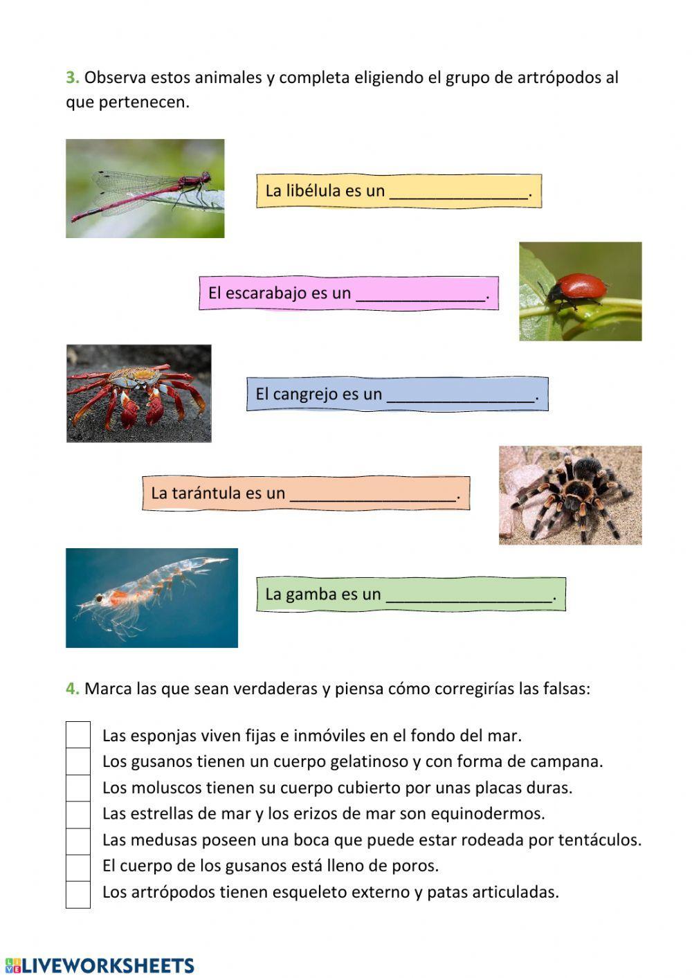 Animales invertebrados