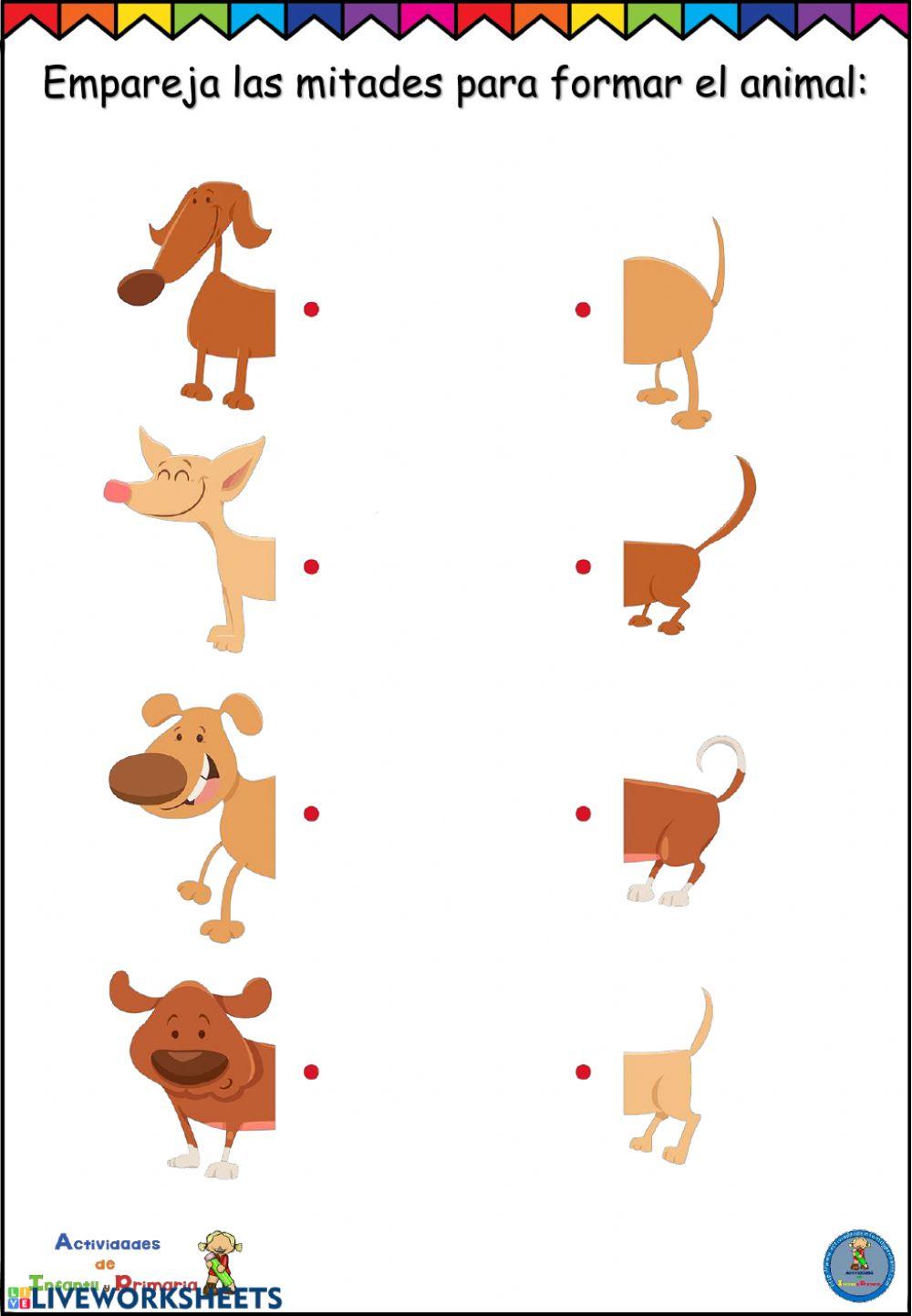 Ficha concentración animales