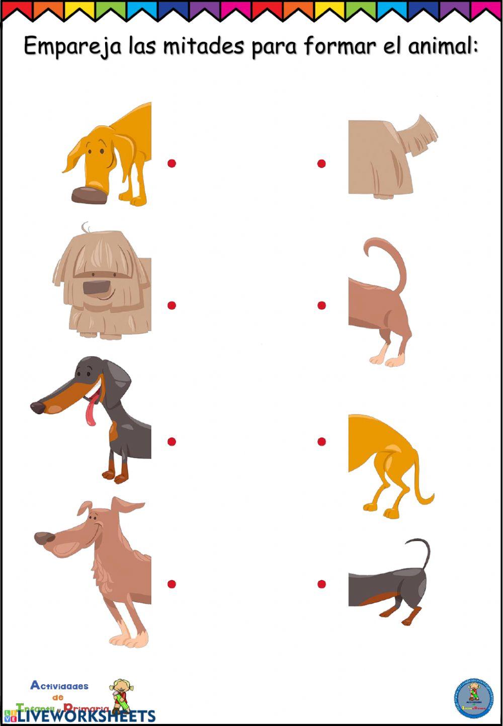 Ficha concentración animales