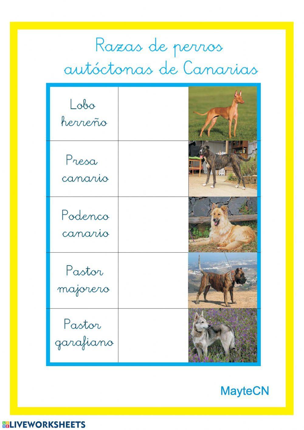 Razas de perros autóctonas de Canarias