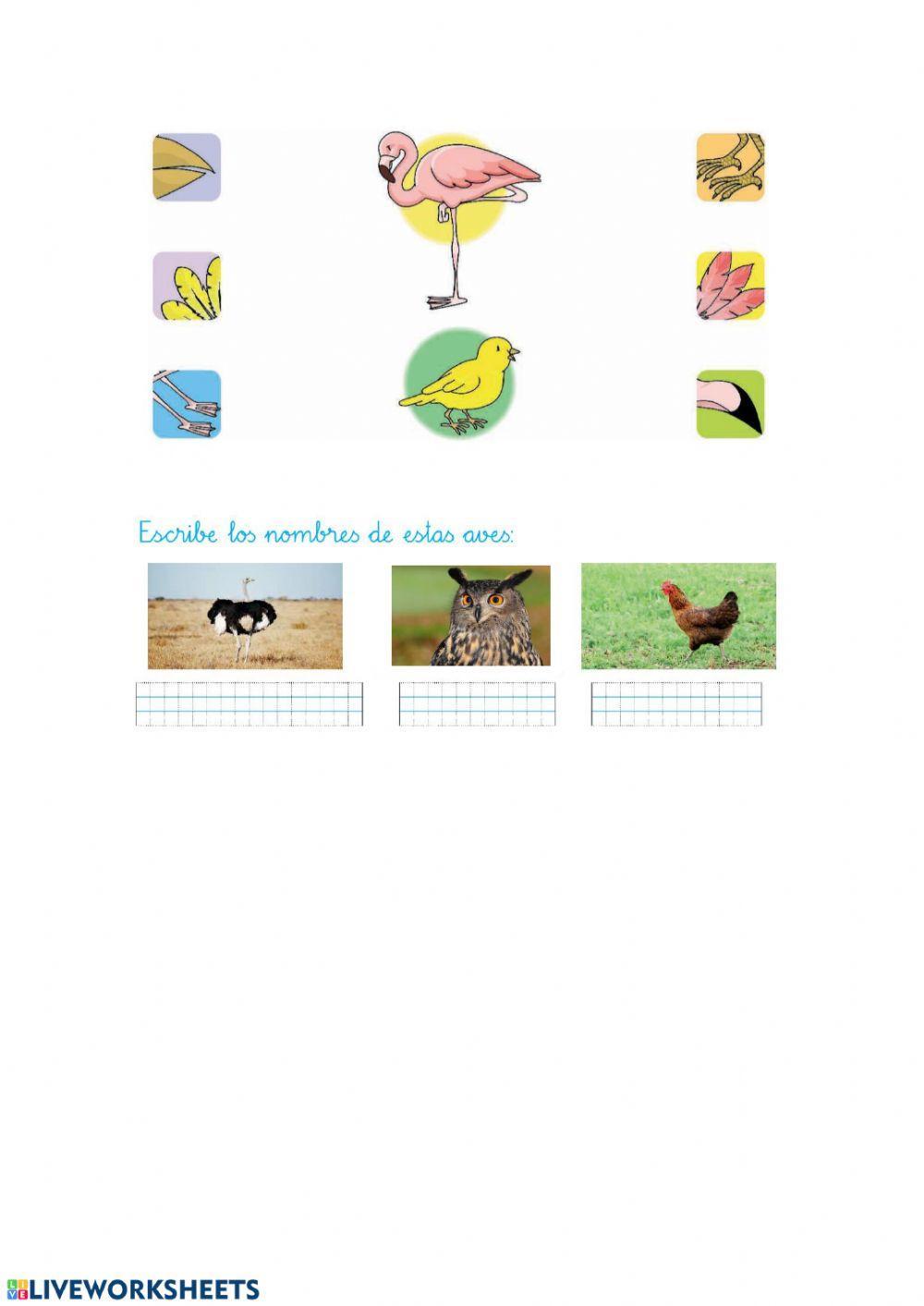 Animales aves Animales aves