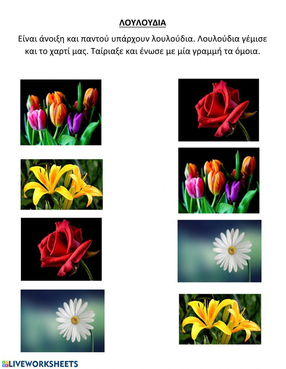 ΑΝΤΙΣΤΟΙΧΙΣΗ ΟΜΟΙΩΝ ΛΟΥΛΟΥΔΙΩΝ