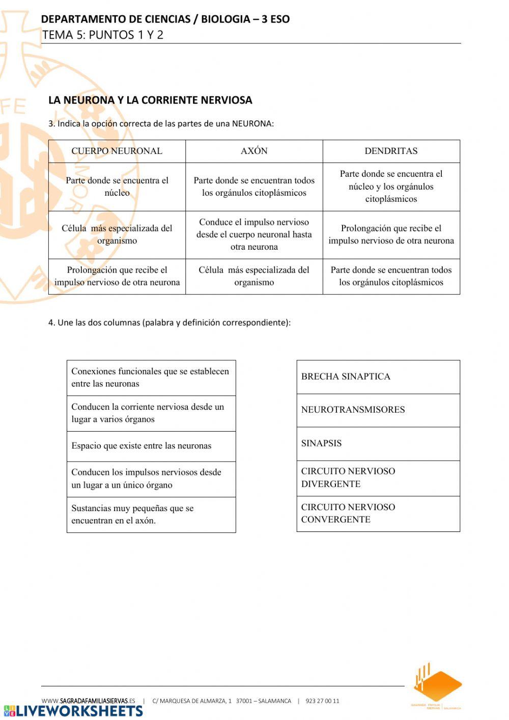 FUNCIÓN DE RELACIÓN y NEURONA