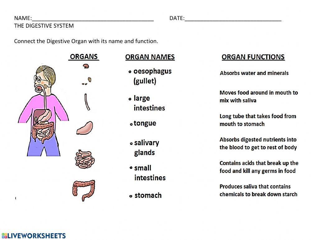 The digestive system