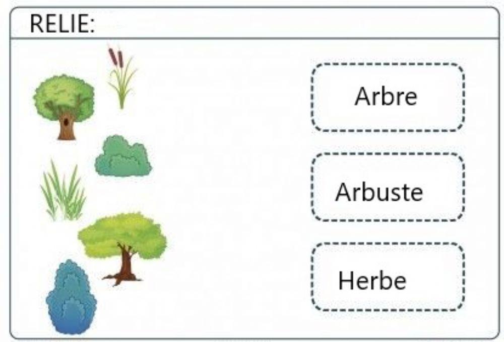 Tipos de plantas