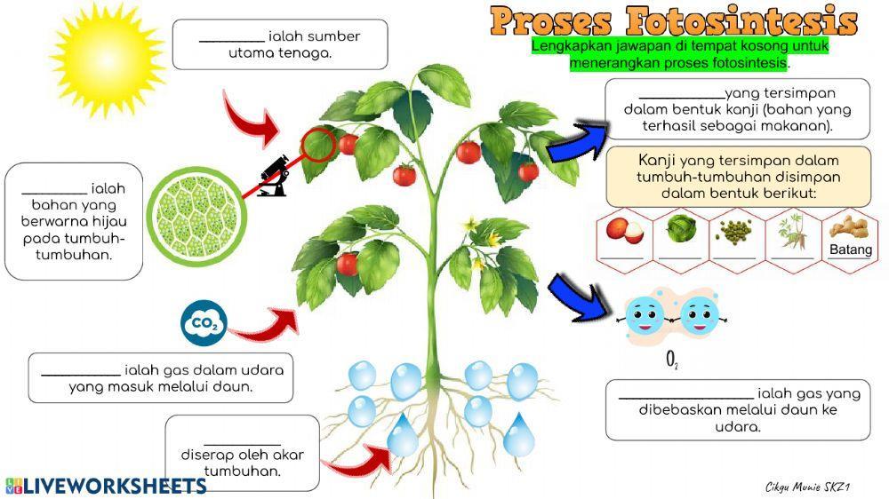 Latihan sains tahun 4-fotosintesis