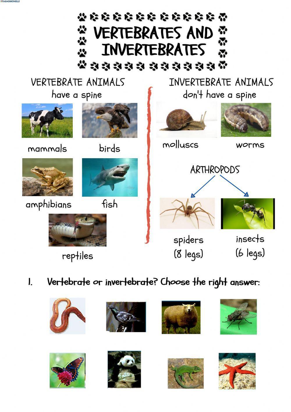 Vertebrates or invertebrates?