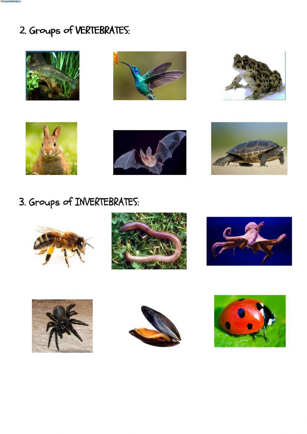 Vertebrates or invertebrates?