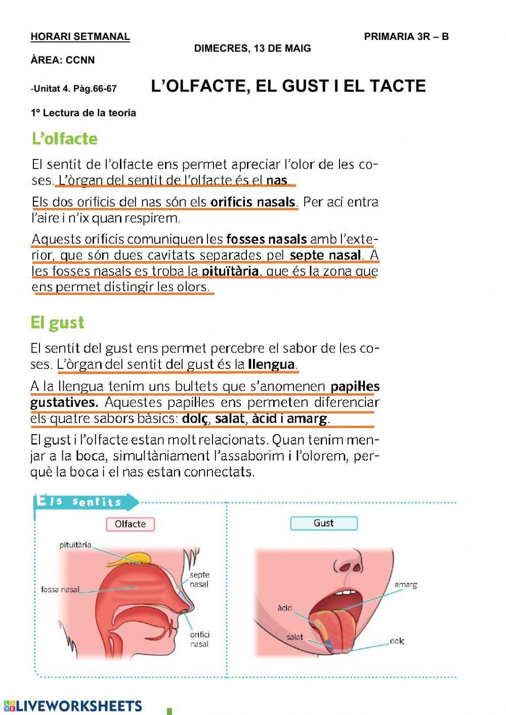 L'olfacte, el gust i el tacte