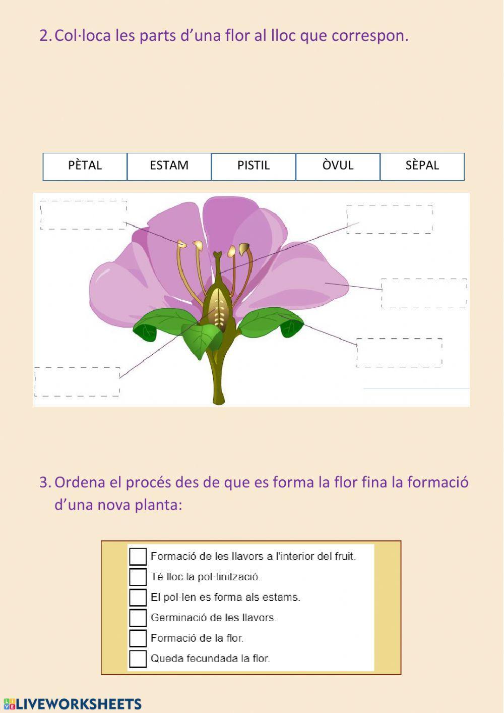 La reproducció de les plantes