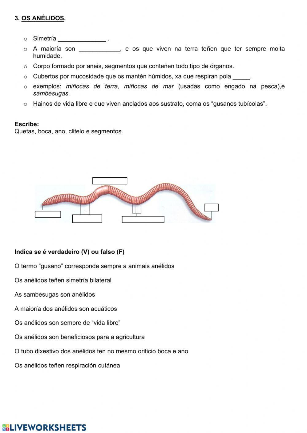 Invertebrados: poríferos, anélidos e cnidarios.