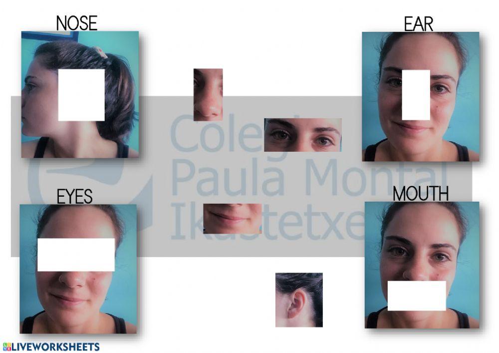 Parts of the face