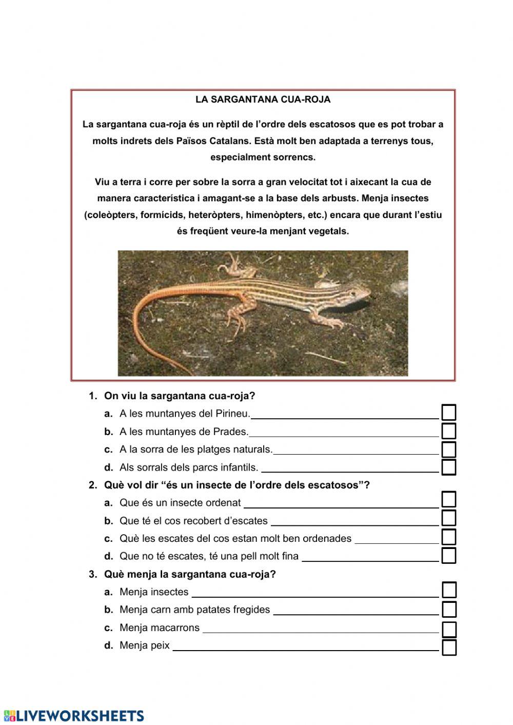 Comprensió Lectora- Sargantana Cua-Roja