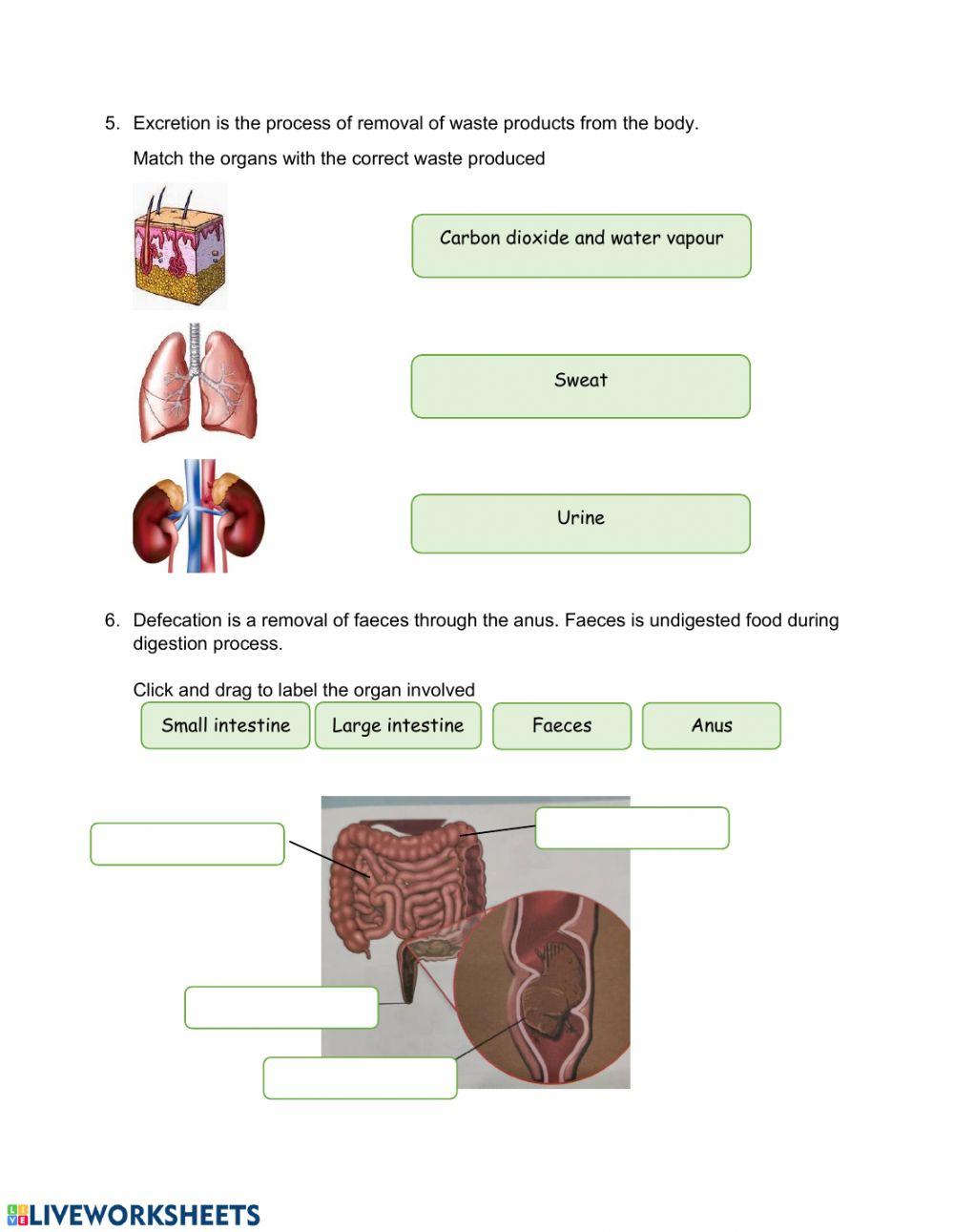 Science Year 4 - Human