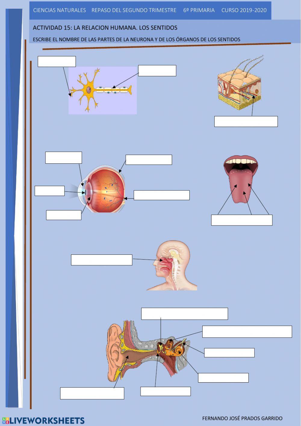 15 repaso naturales La relación humana. Los sentidos
