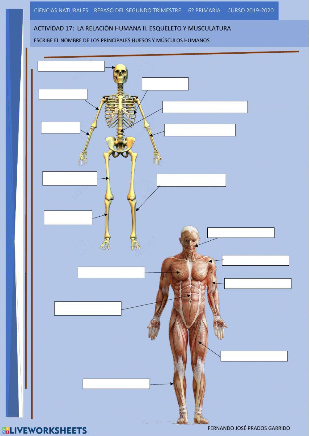 17 repaso naturales Huesos y músculos