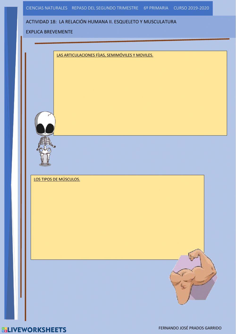 18 repaso naturales Músculos y articulaciones