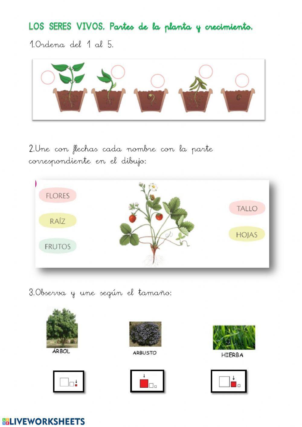 Las plantas