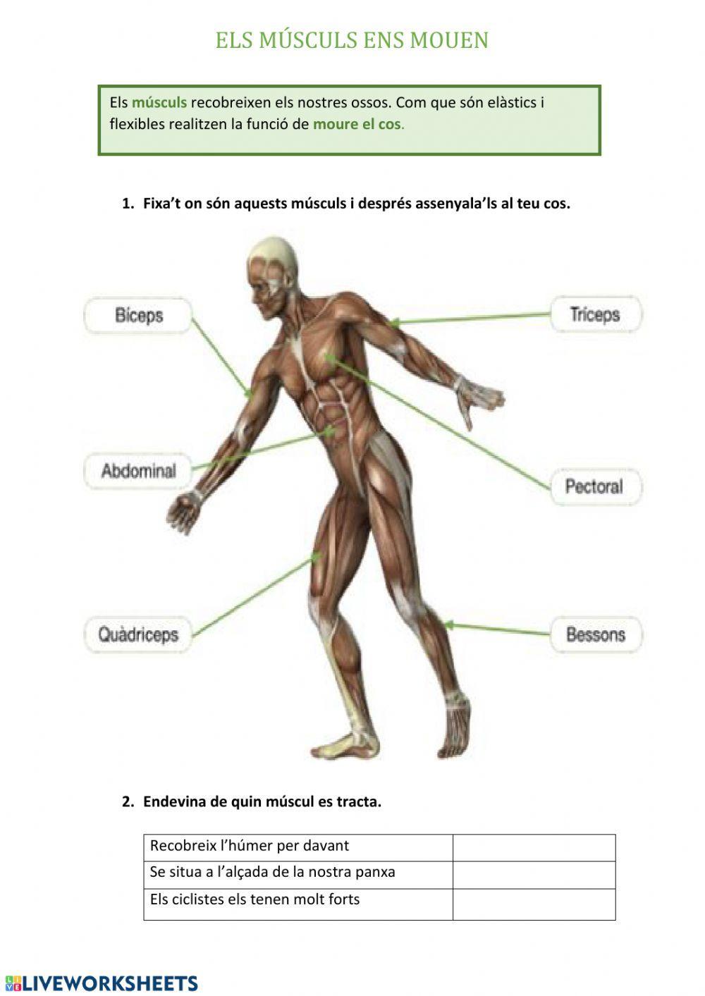 Els músculs ens mouen
