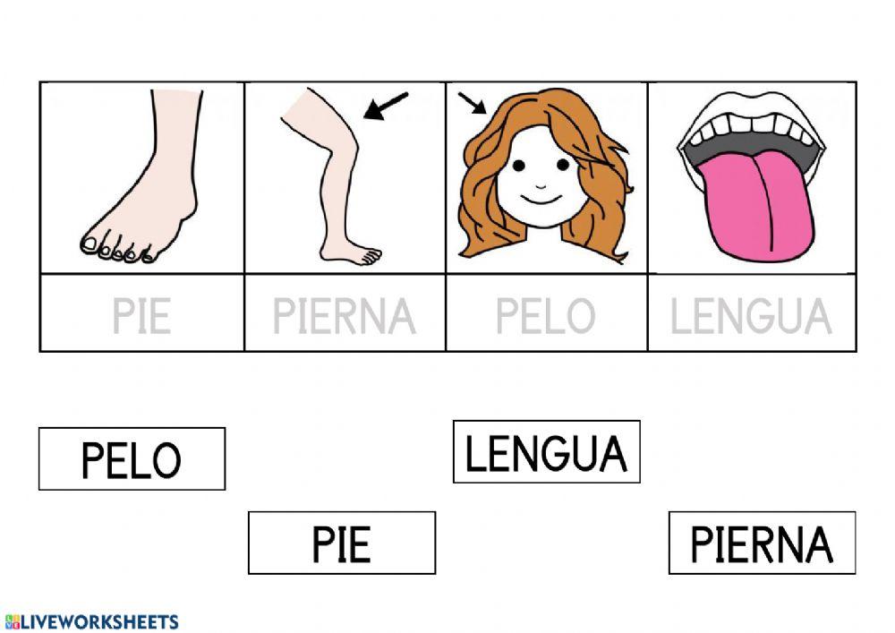 Lectura global partes del cuerpo