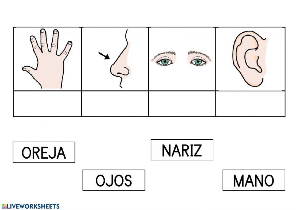 Lectura global partes del cuerpo