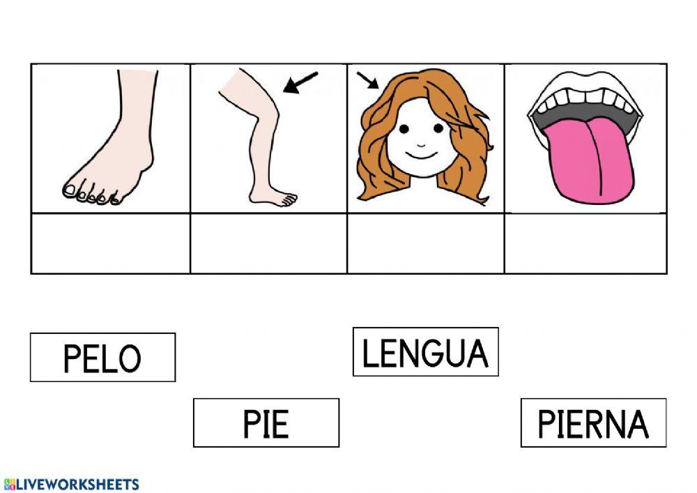 Lectura global partes del cuerpo