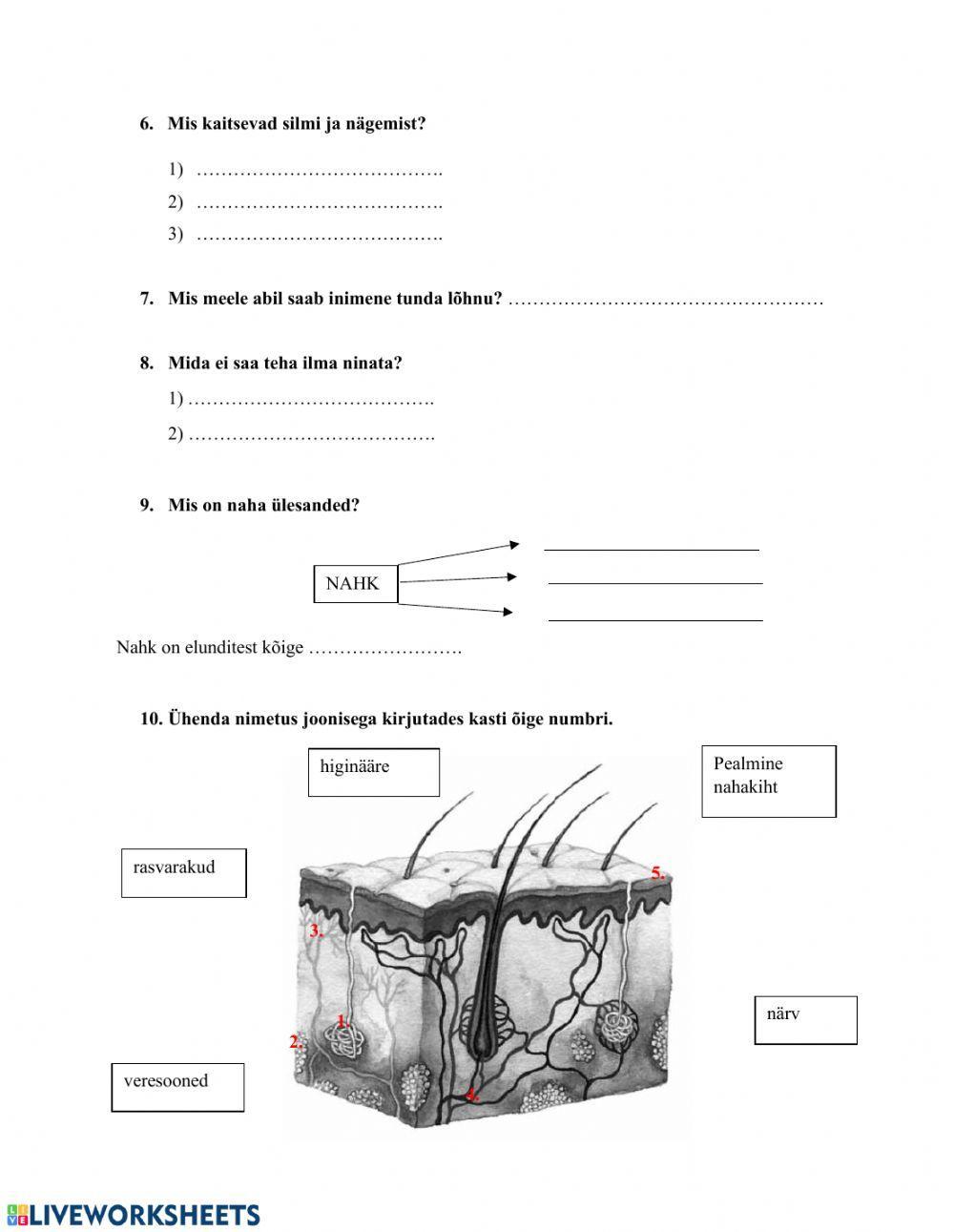 Loodusõpetus. Meeleelundid. Nahk