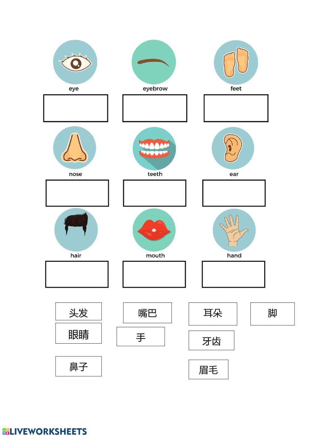 Body parts in Mandarin