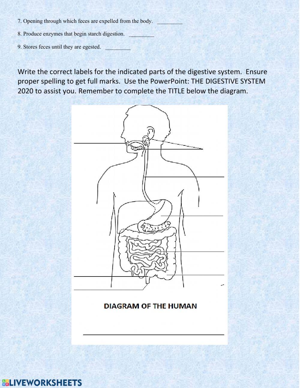 Digestive system 2