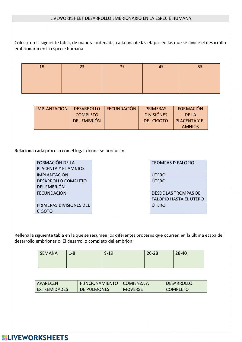 Desarrollo embrionaro humano
