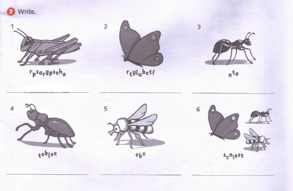 Insects Insects